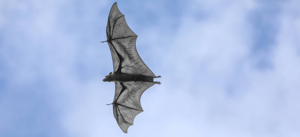 istock flying fox flying in the sky, Pteropus vampyrus 1316485285
