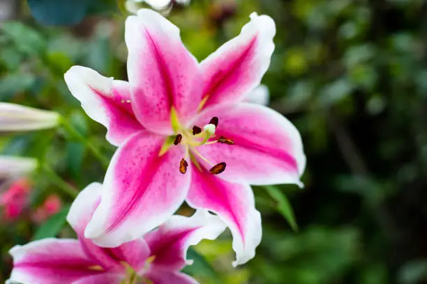 Beautiful Lily flower on green leaves background. Closeup image plant blooming pink tiger lily in the garden.