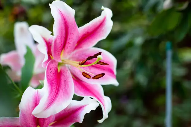 Beautiful Lily flower on green leaves background. Closeup image plant blooming pink tiger lily in the garden.