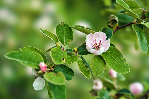 Apple tree blossom with white flowers blooming in springtime