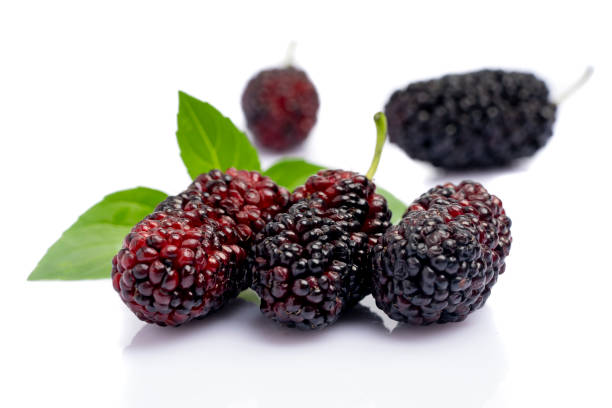 istock Ripe and delicious  black mulberry on white background. 1316486647