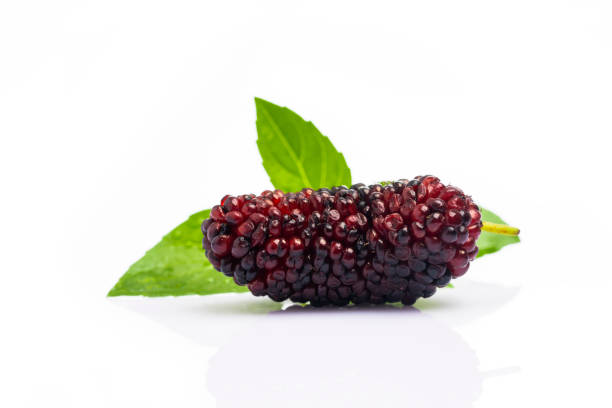 istock Ripe and delicious  black mulberry on white background. 1316486679