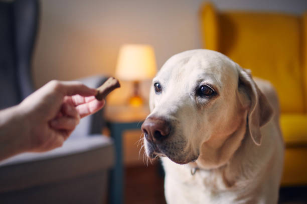 Dog watching treat from his pet owner Man with his cheerful dog at home. Labrador retriver watching treat from pet owner. dog biscuit photos stock pictures, royalty-free photos & images