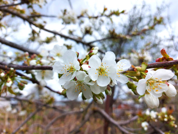 istock cherry flowers bloom on the tree in spring. gardening, nature. 1316487389