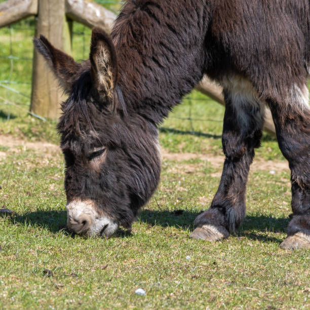 karmienie osiołka na trawie - donkey mule large grazing zdjęcia i obrazy z banku zdjęć