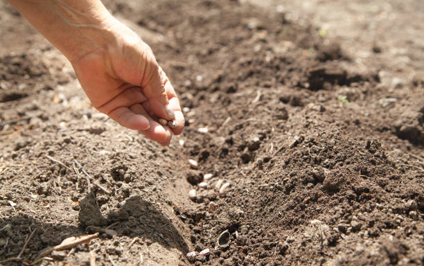 istock Female hand planting seeds beans in soil. 1316487657