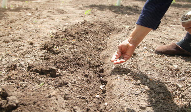 istock Female hand planting seeds beans in soil. 1316487664