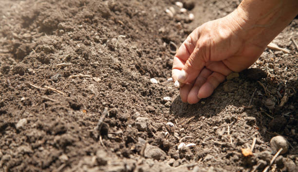 istock Female hand planting seeds beans in soil. 1316487671