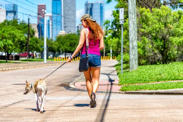 Photo of Woman Walking Her Dog in the City