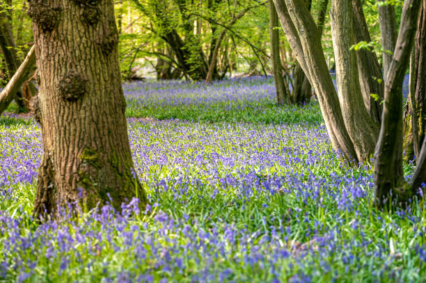 istock Bluebell woodland 1316488150