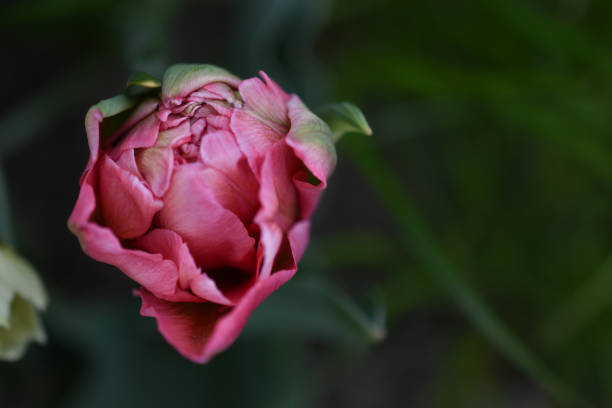 bocciolo di tulipano rosa su sfondo scuro. - bud flower tulip flowers foto e immagini stock