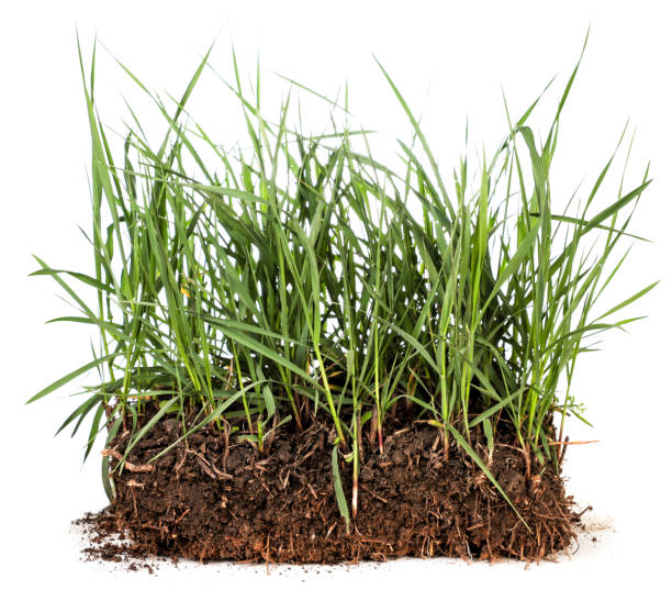 istock Grass with ground close-up on a white background. Isolated 1316489886