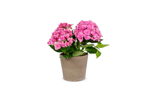 Side view of pink flowering Hydrangea in flower pot. Hydrangea Macrophylla. Isolated on white background. Studio shot. Close up. Floral gift for Mothers day, Valentines day, Birthday. Decoration for garden and home.