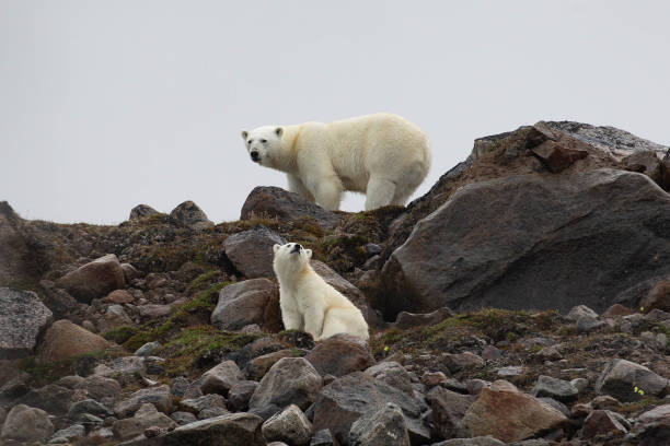 ours polaires au nunavut - île de baffin photos et images de collection