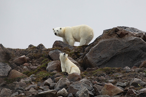 Polar bears in Nunavut | Aug 16, 2018 | Baffin Island, Canada