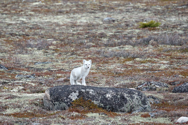 raposa ártica em churchill - arctic manitoba churchill manitoba canada - fotografias e filmes do acervo