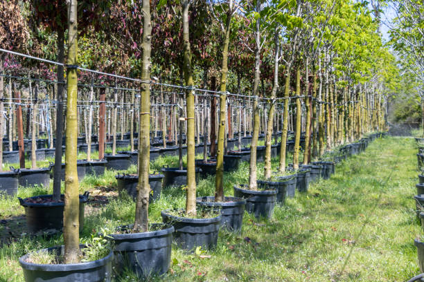 istock Growing and cultivation trees and plants in pots 1316492303