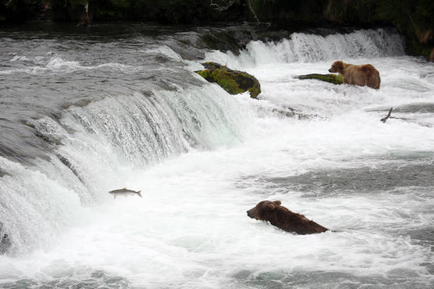istock Bears hunting salmon in Brooks Falls 1316492367