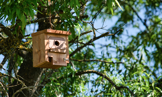 Small wooden hut for birds and birds hanging from a tree branch