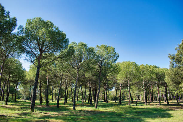 istock Dense pine pine pine pine forest with green grass soil during spring, province of Valladolid, Spain 1316493799