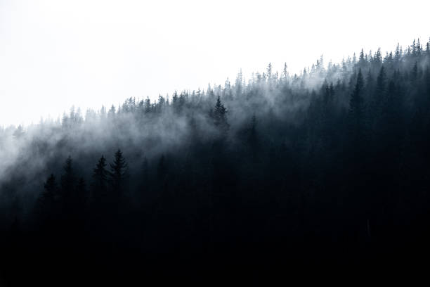 istock Magical forest with morning sun 1316494693