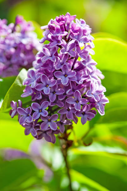 istock Purple lilac bush 1316495172