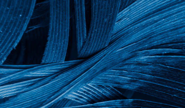 istock blue and black rooster feathers. background or texture 1316496139