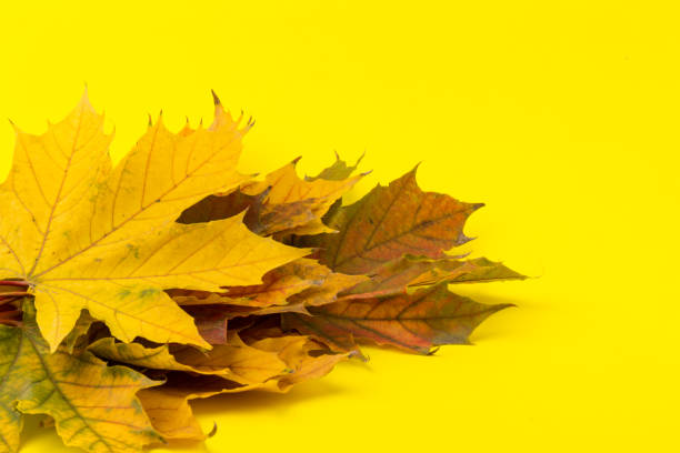 istock Autumn maple leaf close-up on yellow background. rich color background 1316496154