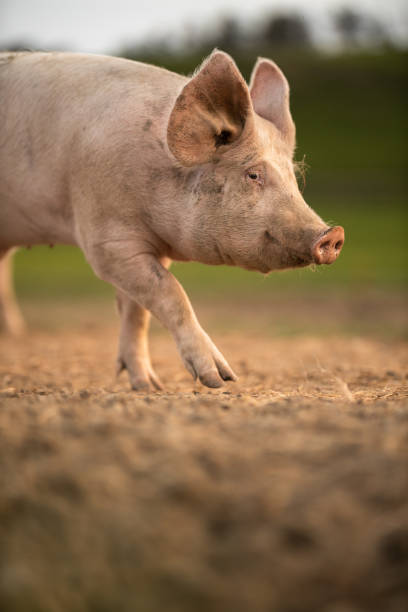 porcos comendo em um prado em uma fazenda de carne orgânica - domestic pig - fotografias e filmes do acervo