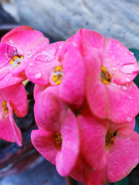 istock Pink Sweat pea in my garden 1316496582