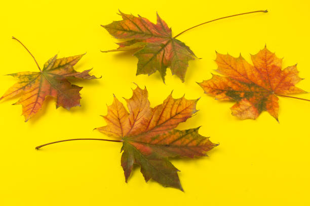 istock Autumn maple leaf close-up on yellow background. rich color background 1316496783
