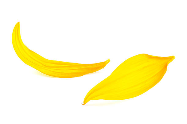 istock Two yellow petals isolated on a white background, sunflower petals. 1316499067