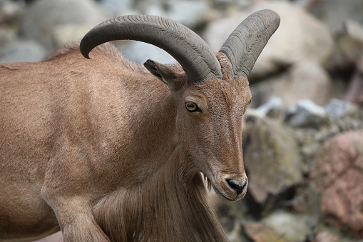 Also called Stone sheep or Thinhorn mountain sheep, they can be found in British Columbia and Yukon.