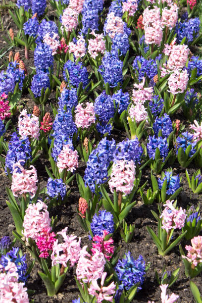 istock hyacinths bloom in the garden 1316499107