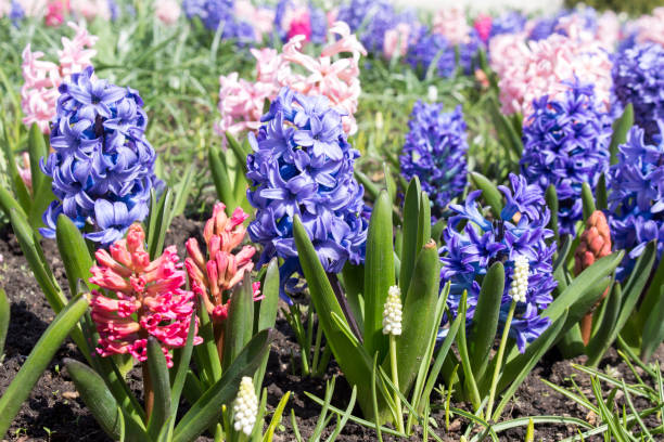 istock hyacinths bloom in the garden 1316499120