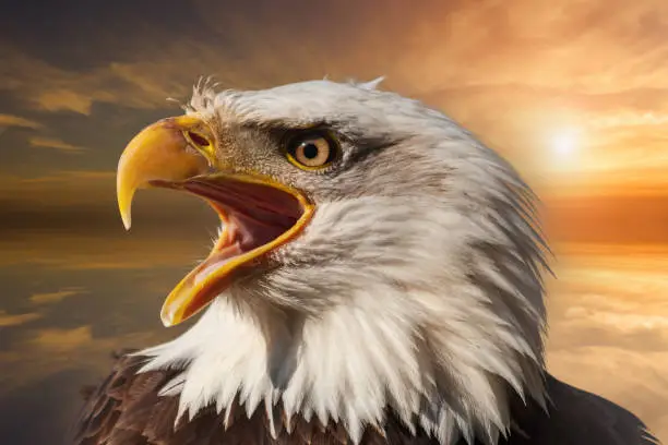 Photo of Bald eagle with open beak. Side portrait. In the background is a colorful sky with clouds at sunset