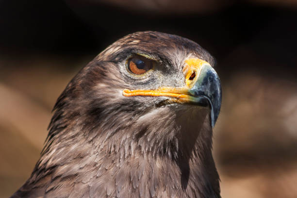 Portrait of Aquila nipalensis - Steppe Eagle on dark background Portrait of Aquila nipalensis - Steppe Eagle on dark background. steppe eagle aquila nipalensis detail of eagles head stock pictures, royalty-free photos & images