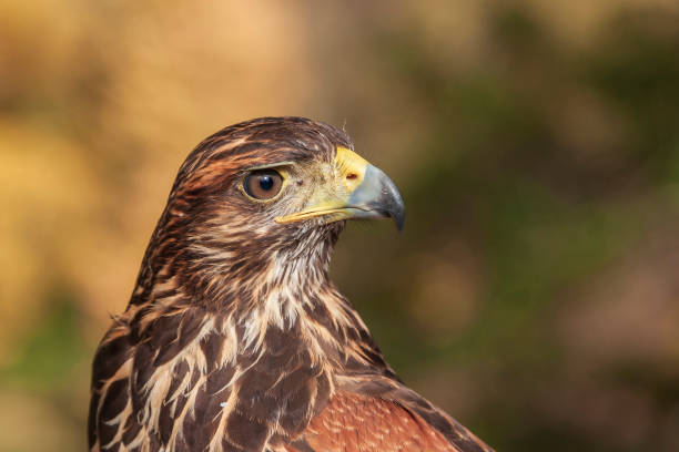 istock Portrait of a young bald eagle - Haliaeetus leucocephalus. 1316501842