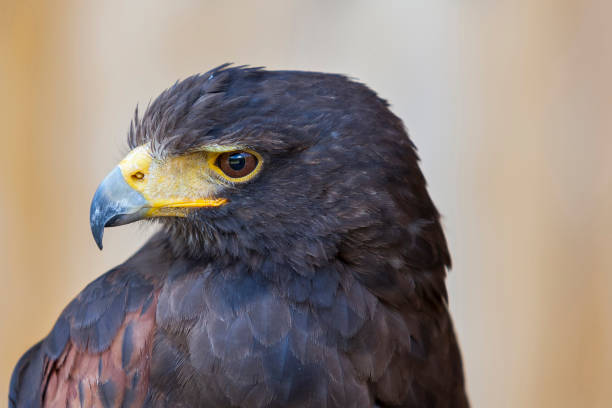 istock Harris's Buzzard - Parabuteo unicinctus closeup portrait with brown light background 1316501889