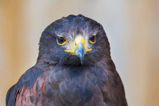 Harris Hawk Parabuteo unicinctus a bird of prey on a perch in captivity