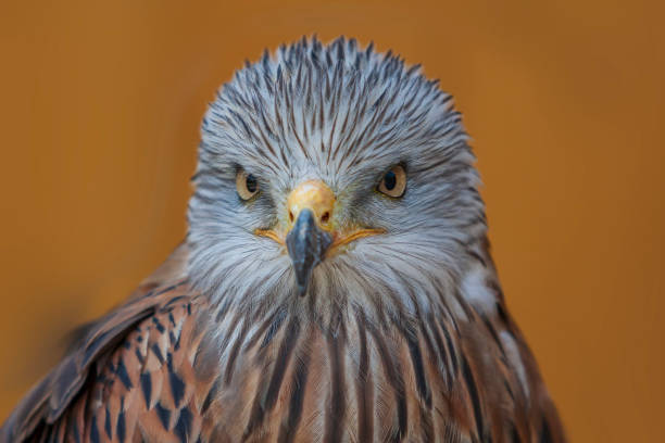 istock Red Kite - Milvus milvus portrait close-up on brown background 1316501891