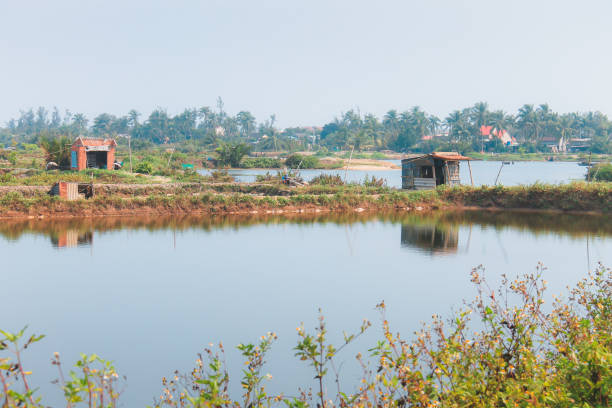Rural Vietnamese countryside scenery along a river near the village of Tra Que outside Hoi An, Vietnam.