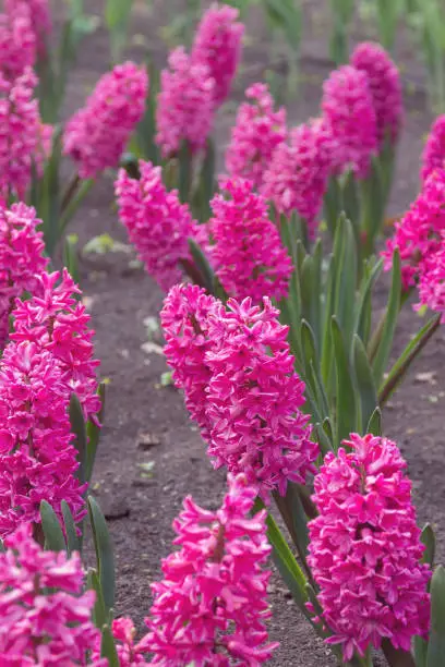 Photo of Pink Hyacinthus orientalis in a flowerbed in early spring.