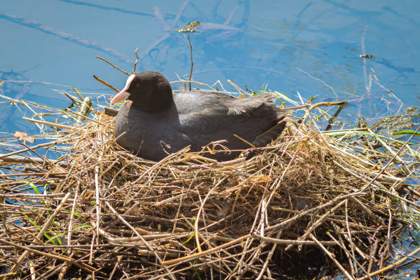 istock A coot sits on its nest surrounded by water 1316504645