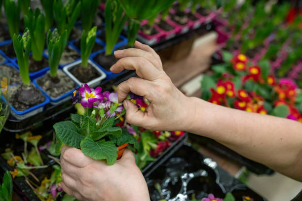 Gardener's hands remove a dried leaves of Primula denticulata in a flower shop or greenhouse. A woman holding a Primula in gives the plant a marketable appearance. Gardener's hands remove a dried leaves of Primula denticulata in a flower shop or greenhouse. A woman holding a Primula in gives the plant a marketable appearance. Selective focus primula stock pictures, royalty-free photos & images