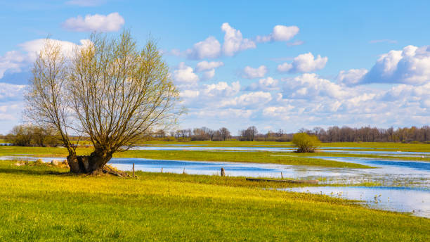 Biebrza river wetlands and nature reserve in Burzyn village in Podlasie region of Poland stock photo