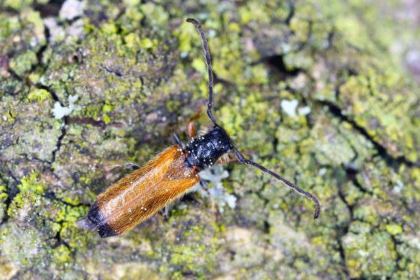 istock Plum beetle Tetrops praeustus (Cerambycidae) on apricot bark. Larvae develops under the bark of the dry branch wood of roses and hawthorns, blackthorns, apples, peach and other fruit trees in orchards.. 1316505980