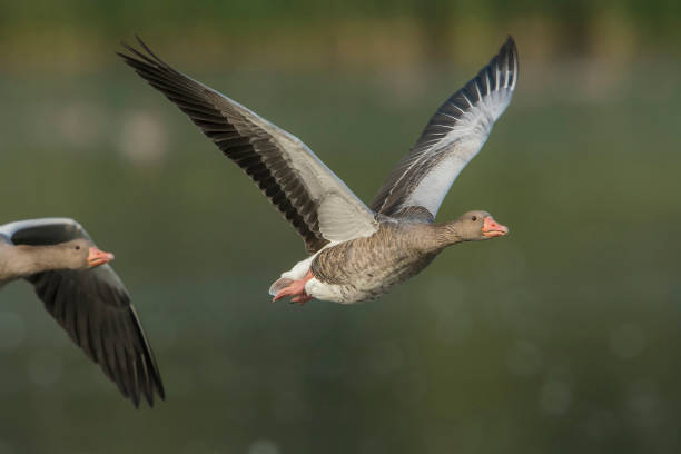 Greylag Goose adult in flight Greylag Goose (Anser anser) adult in flight above a lake with another one follow in the background anseriformes photos stock pictures, royalty-free photos & images