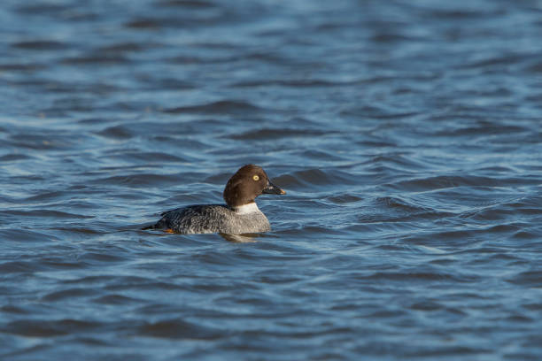Common Goldeneye female swimming in water Common goldeneye (Bucephala clangula) female swimming in water of a lake, female goldeneye duck bucephala clangula swimming stock pictures, royalty-free photos & images