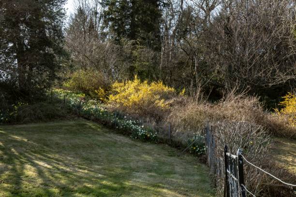 istock Yellow Gorse Bushes Of Spring. 1316507064